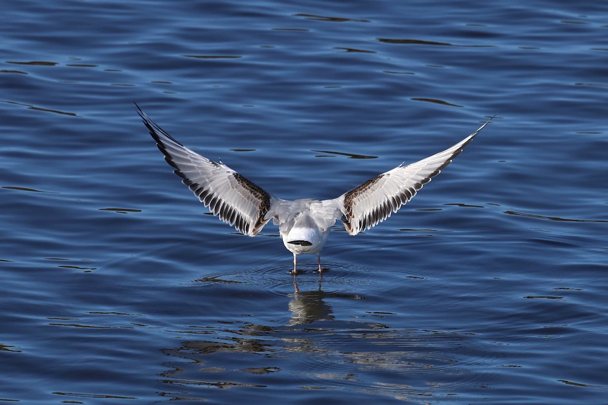 Bonaparte's Gull - ML647387044