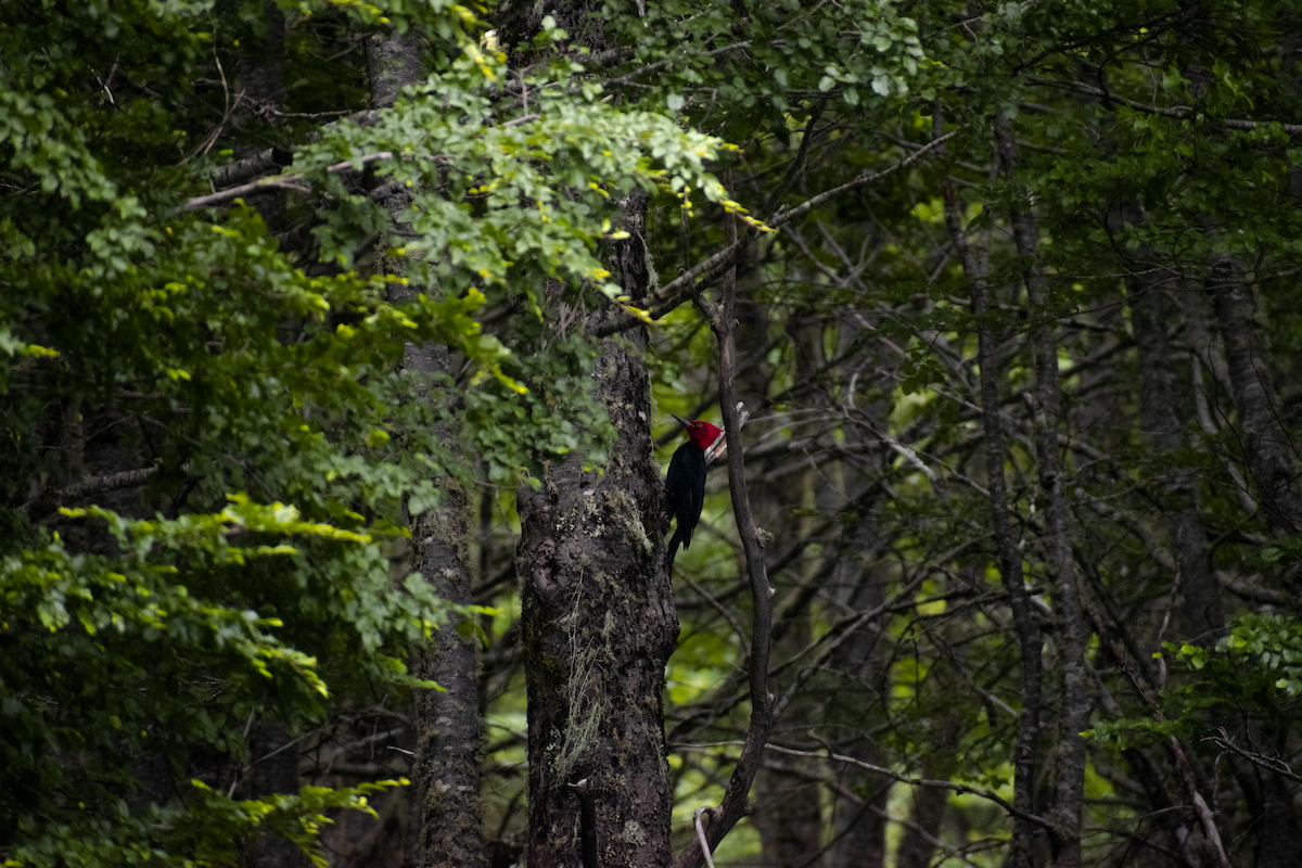 Magellanic Woodpecker - ML647387050