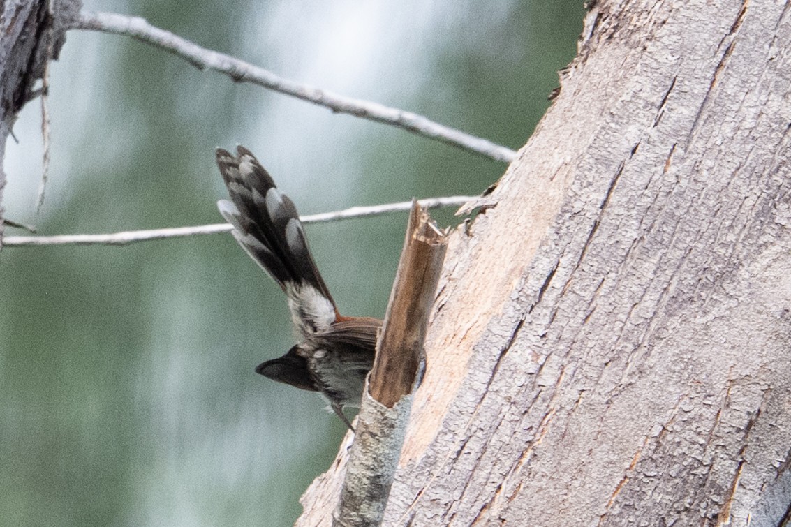 Supertramp Fantail - ML647387054