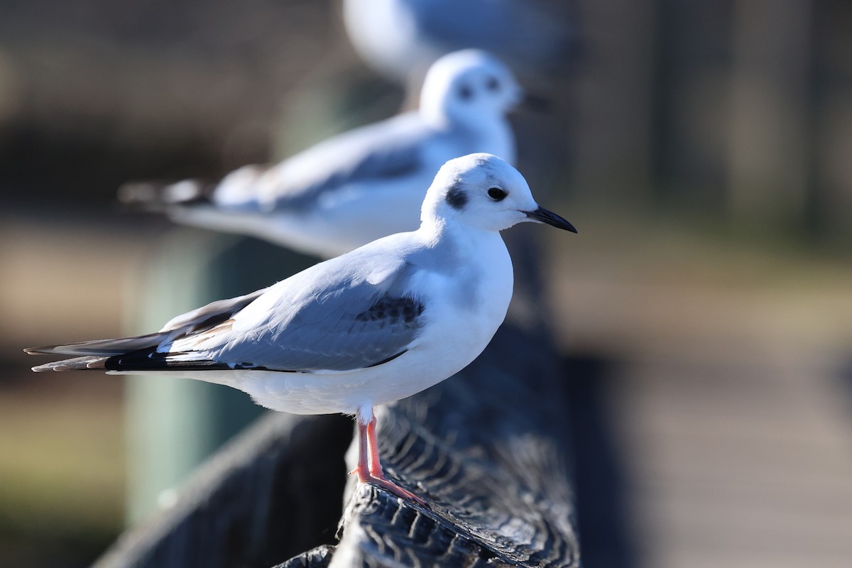 Bonaparte's Gull - ML647387072