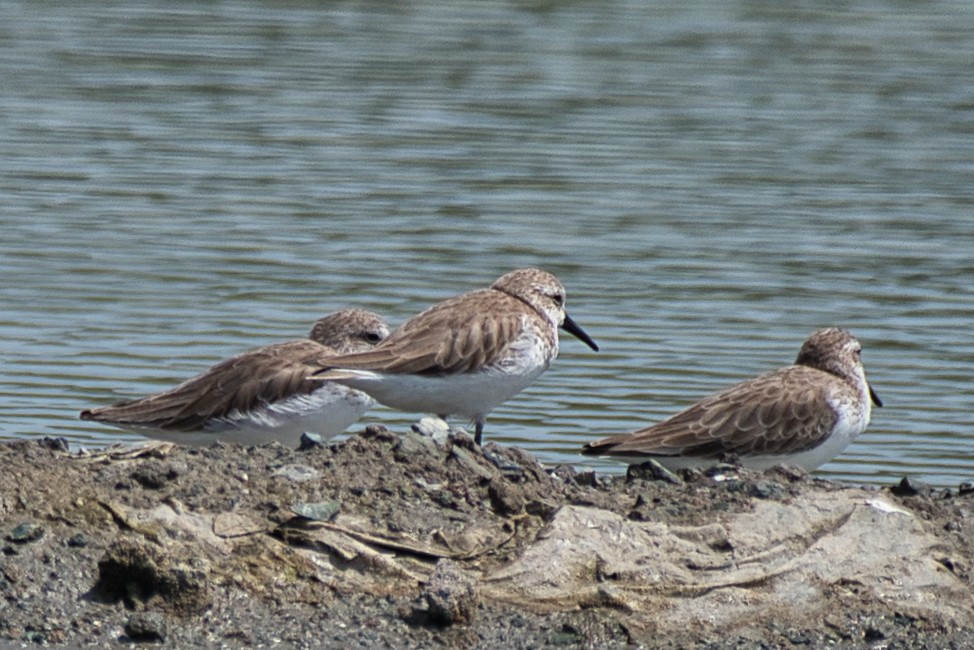 Gambecchio dell'Alaska - ML647387074