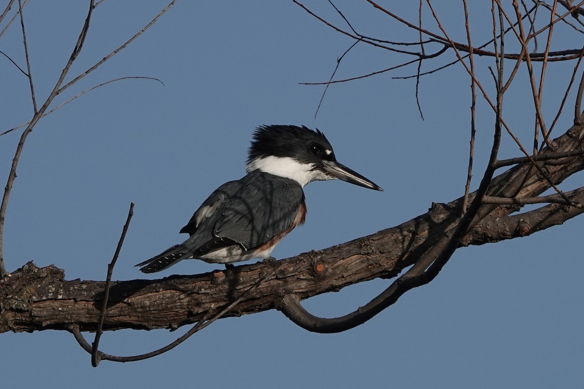 Belted Kingfisher - ML647387081