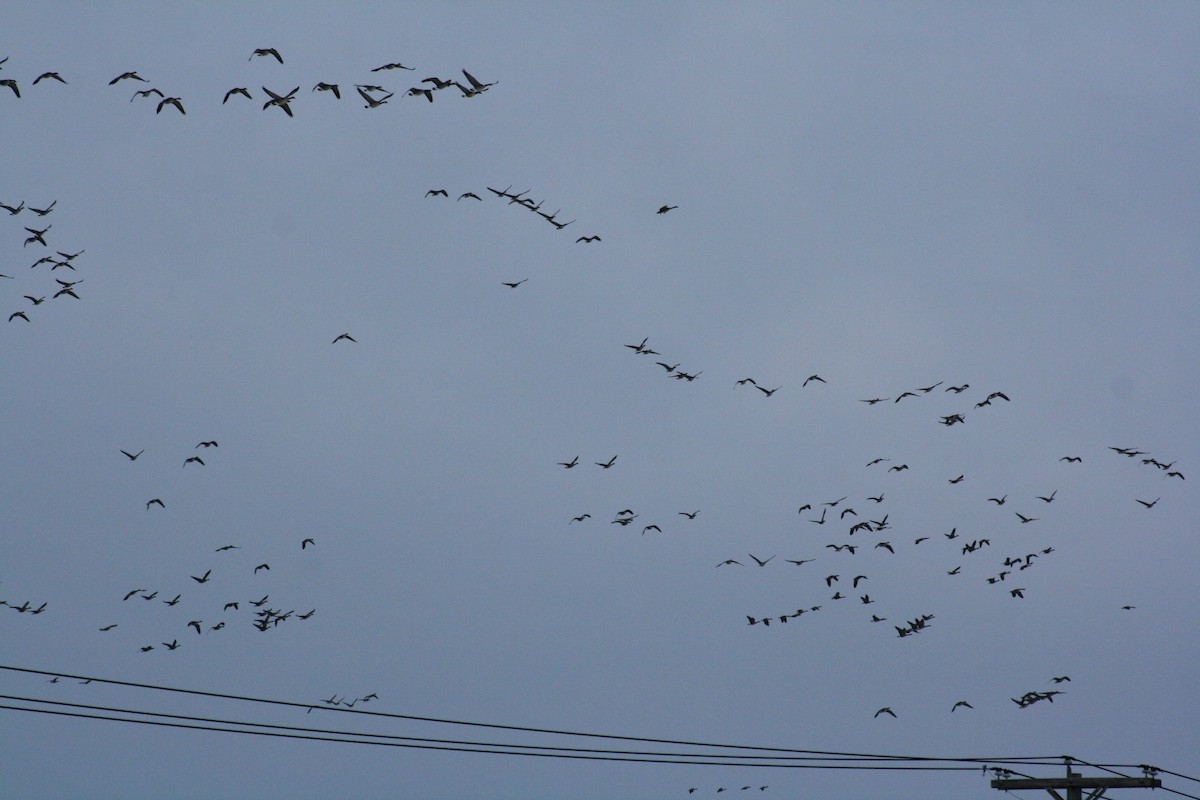 Canada Goose - ML647387095