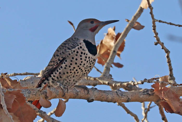 Northern Flicker - ML647387098
