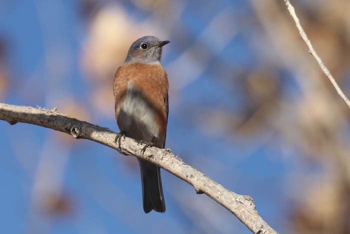 Western Bluebird - ML647387105