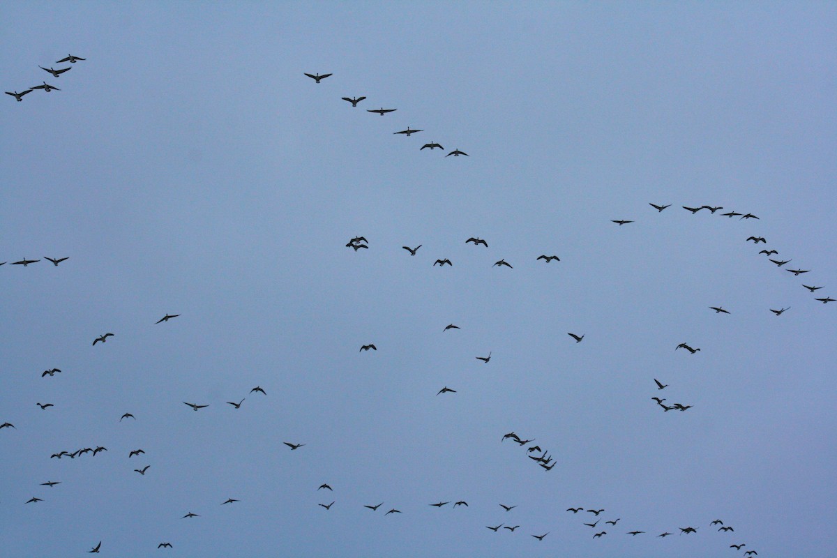 Canada Goose - ML647387115