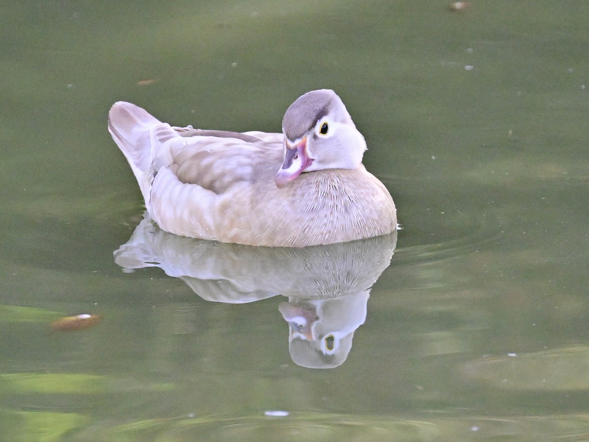 kachnička karolínská - ML647387121