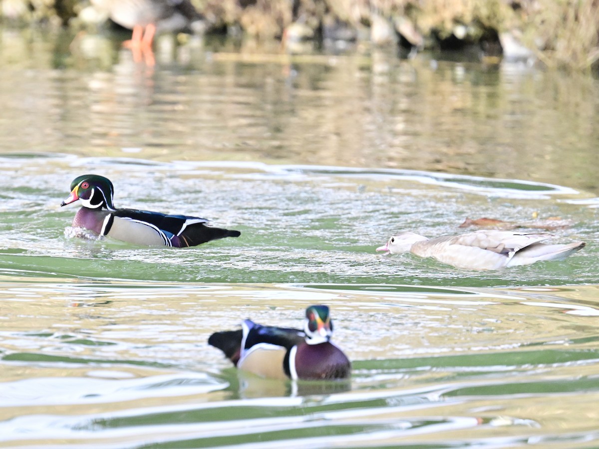 kachnička karolínská - ML647387122