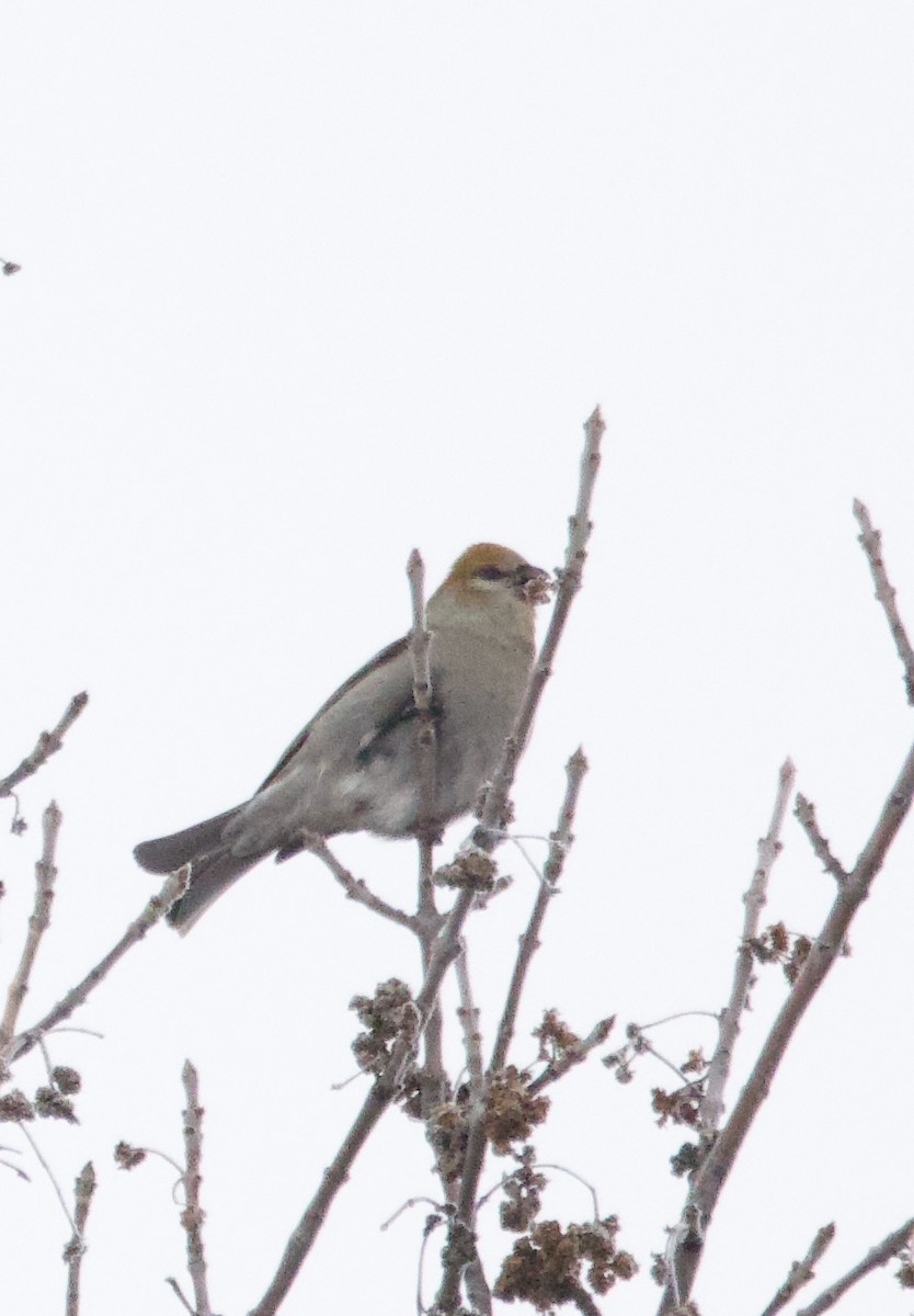 Hakengimpel - ML647387127