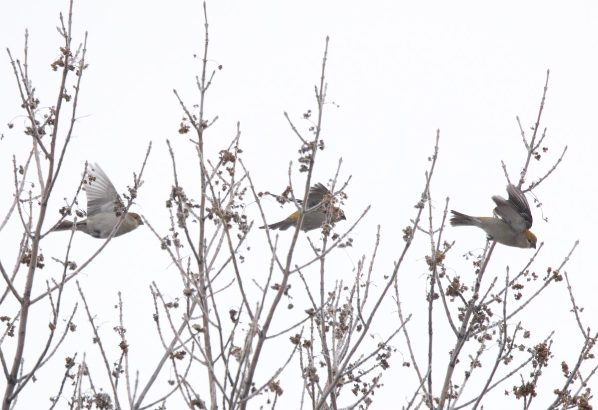 Hakengimpel - ML647387128