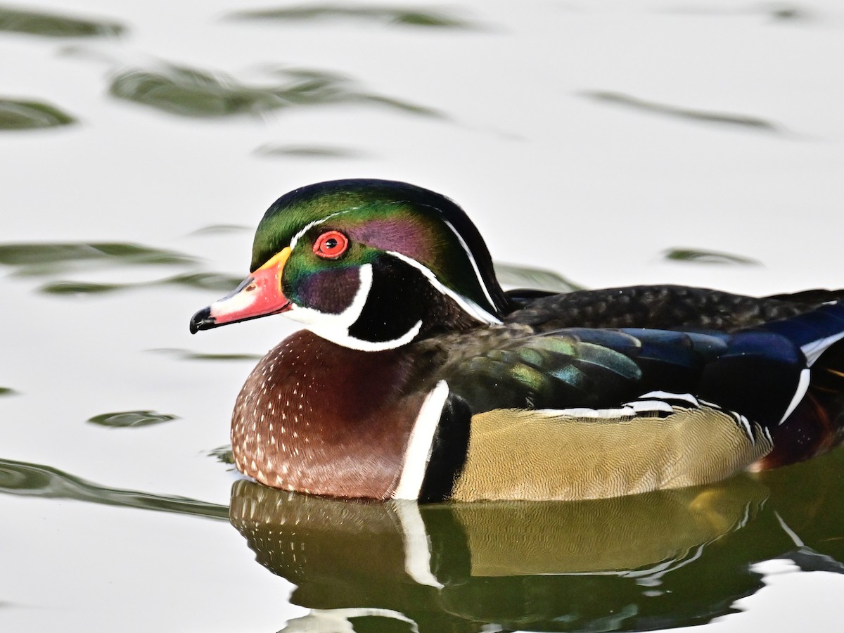 kachnička karolínská - ML647387131