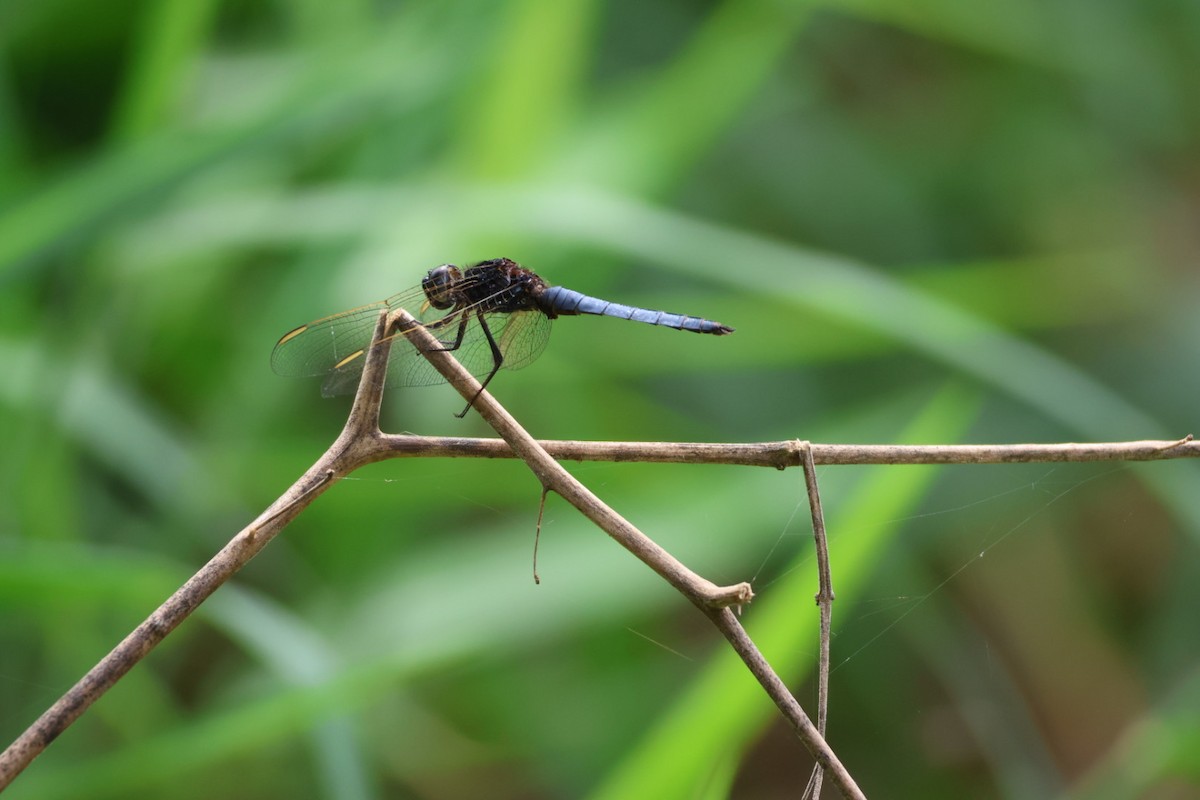 Blue Skimmer - ML647387132