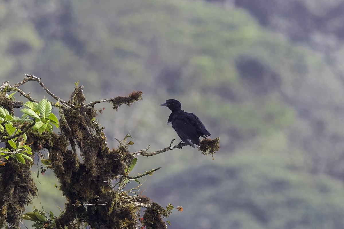 Long-wattled Umbrellabird - ML647387138