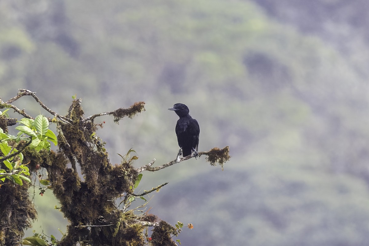 Long-wattled Umbrellabird - ML647387139