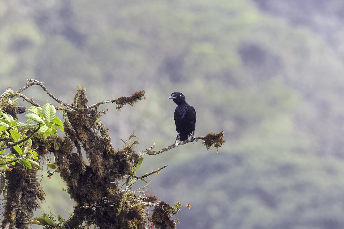 Long-wattled Umbrellabird - ML647387140
