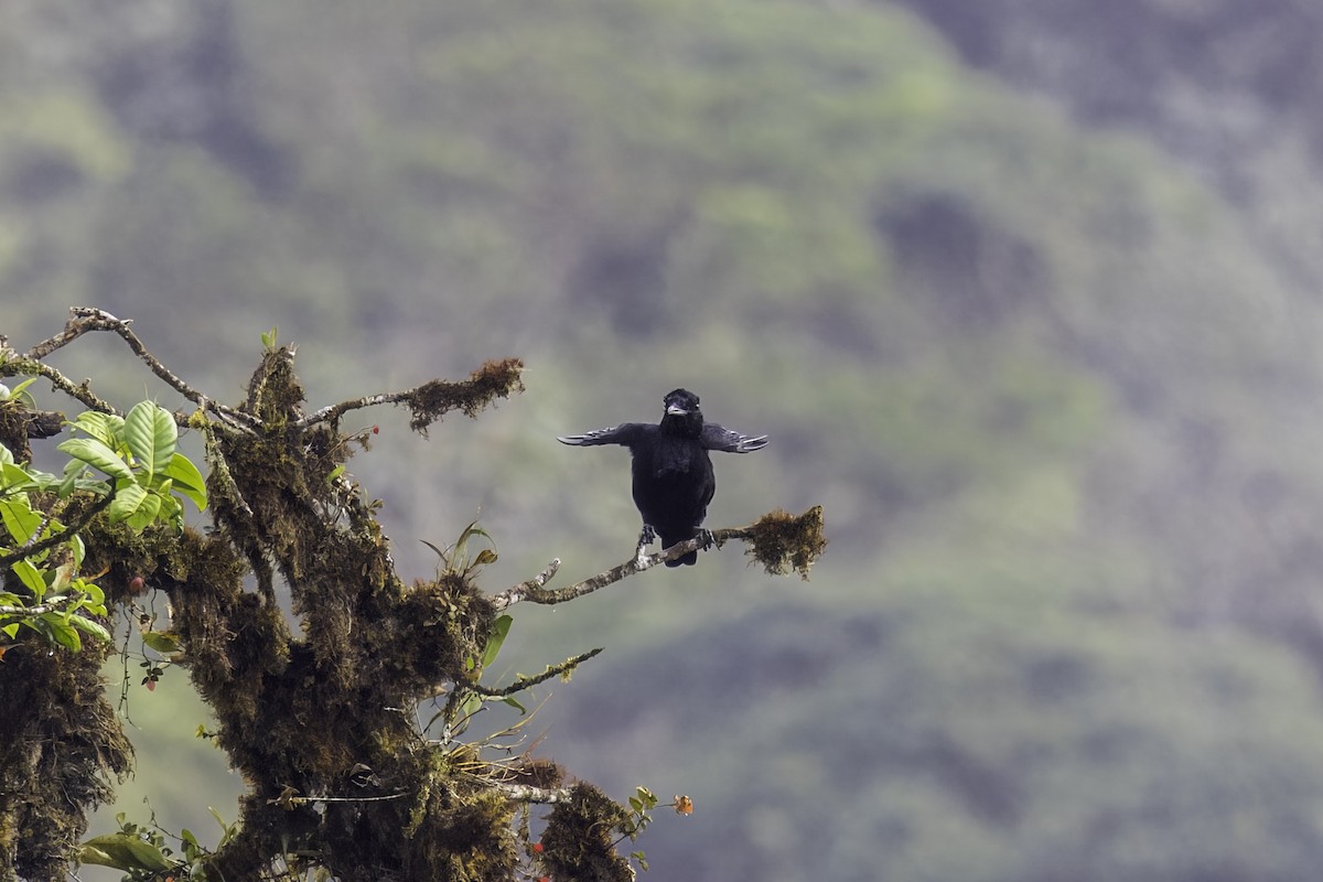 Long-wattled Umbrellabird - ML647387141