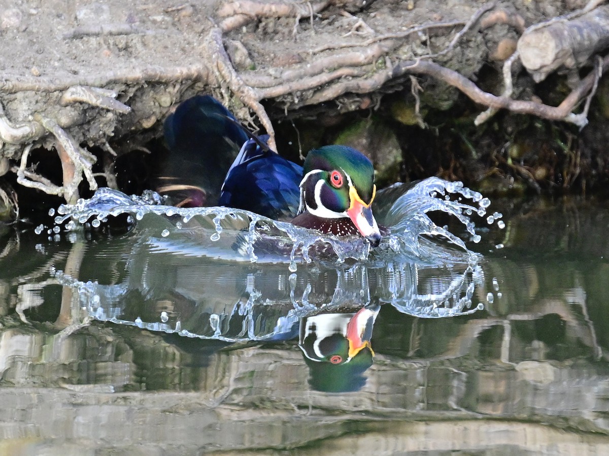 kachnička karolínská - ML647387143