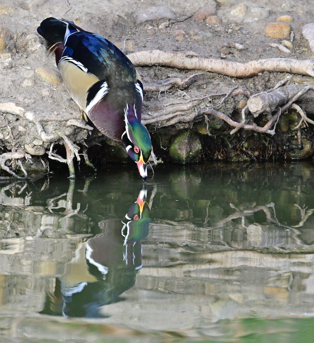 kachnička karolínská - ML647387144