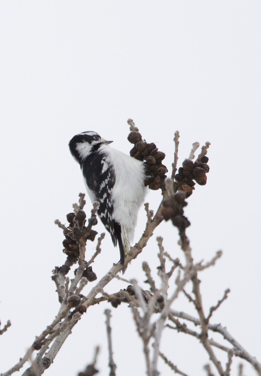 Downy Woodpecker - ML647387147