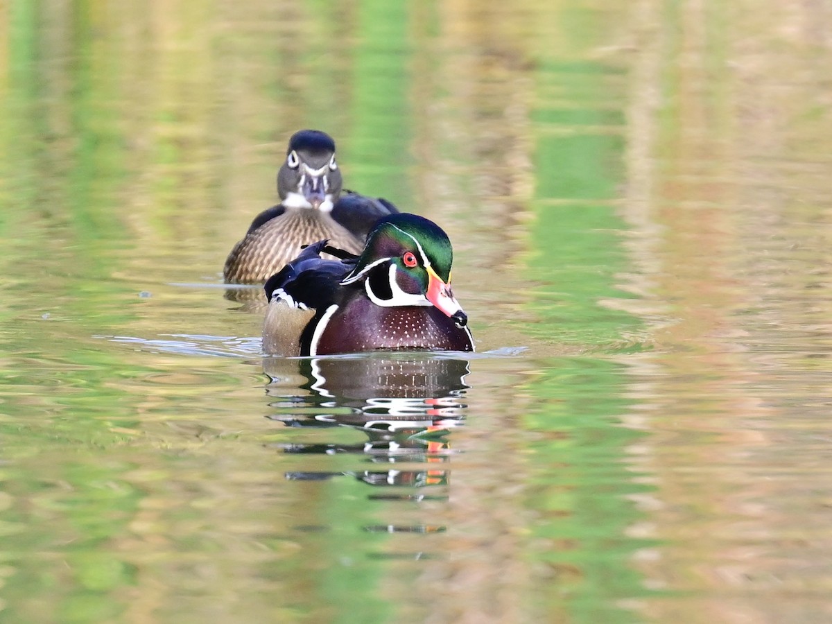 kachnička karolínská - ML647387149