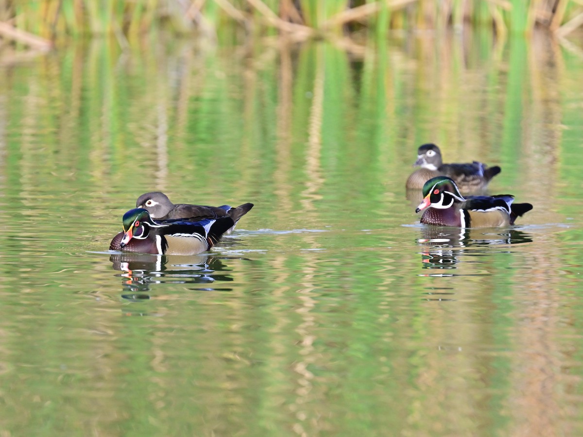 kachnička karolínská - ML647387153