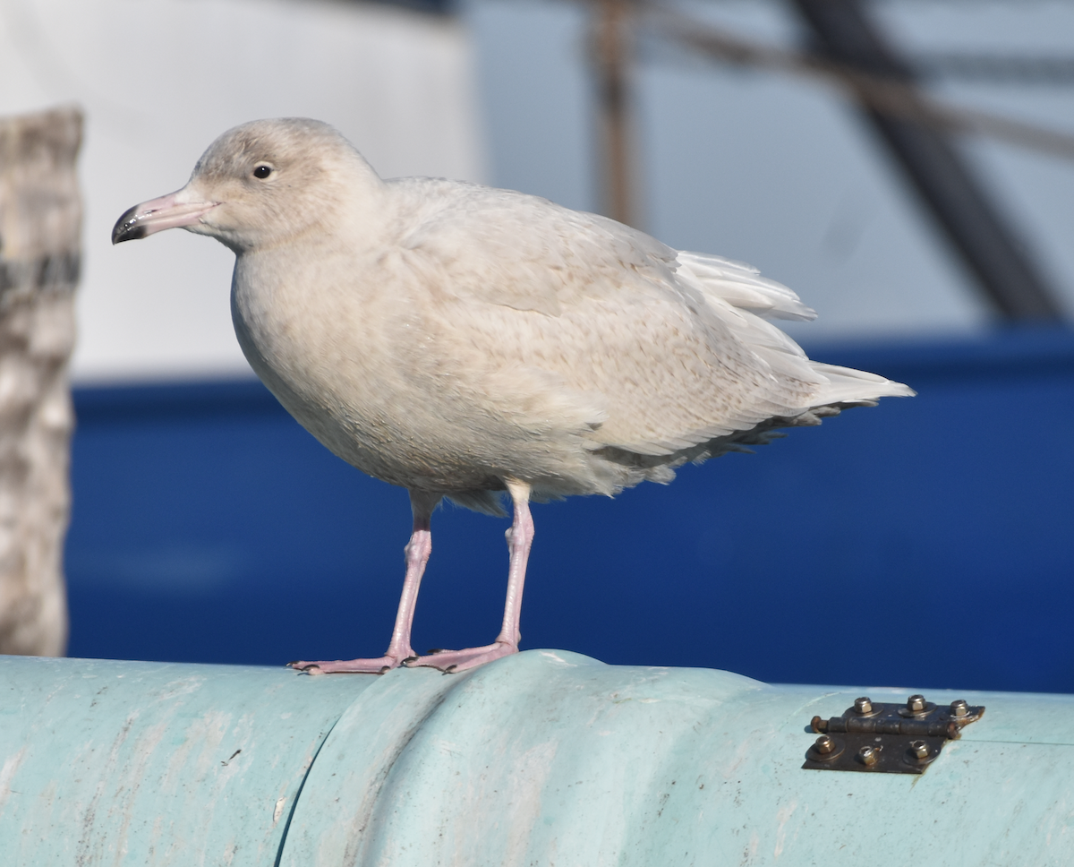 Gavión Hiperbóreo - ML647387155