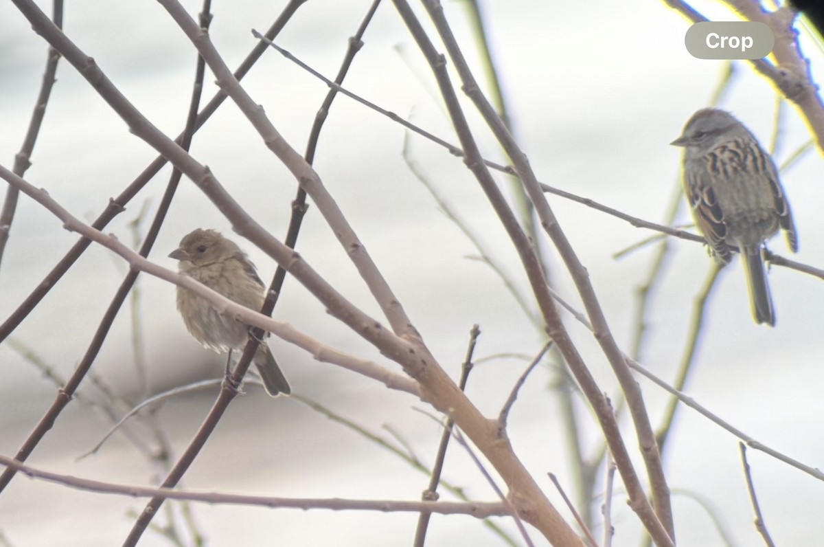 Indigo Bunting - ML647387158