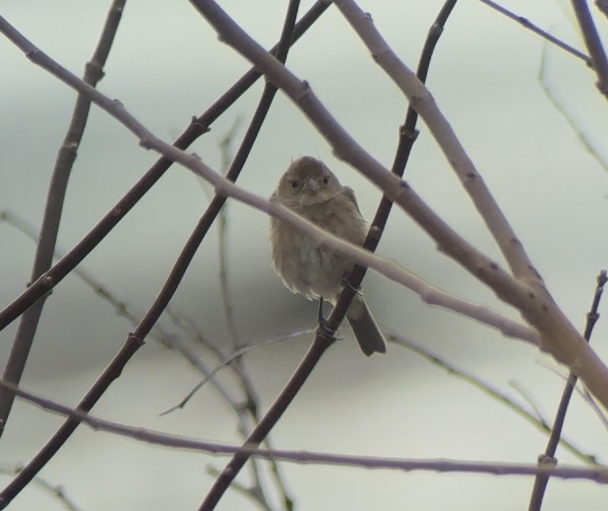 Indigo Bunting - ML647387159