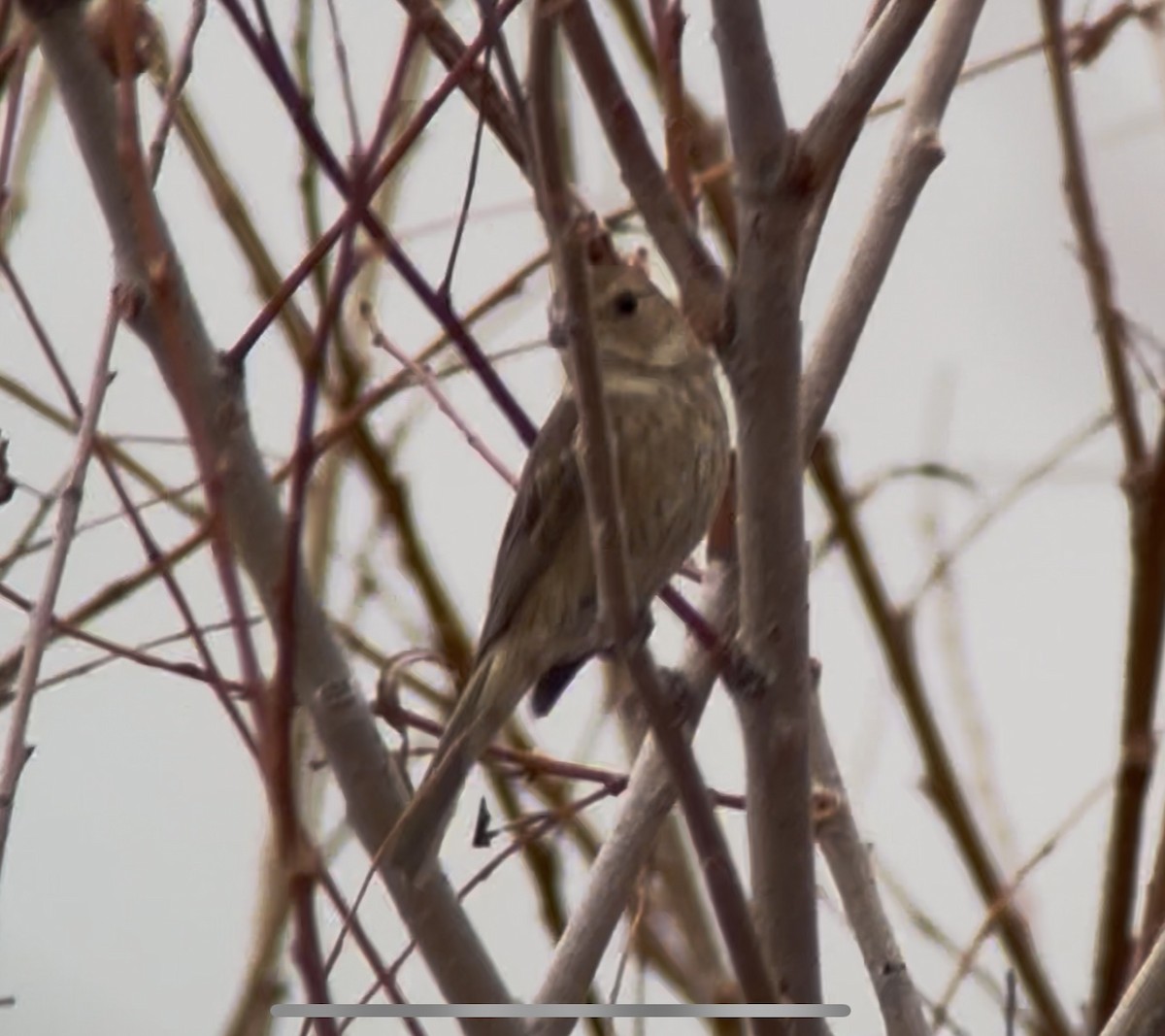 Indigo Bunting - ML647387160