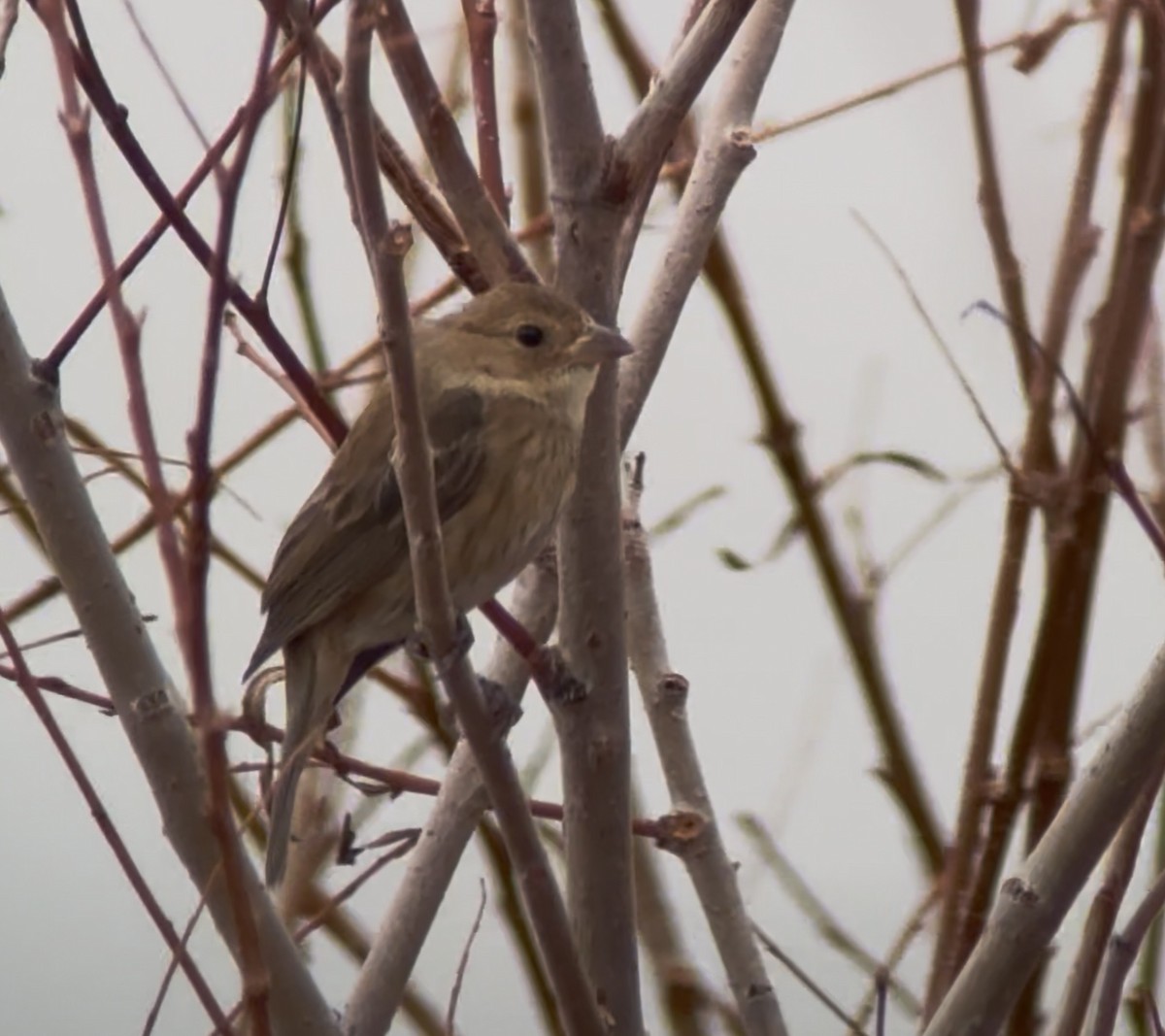 Indigo Bunting - ML647387161