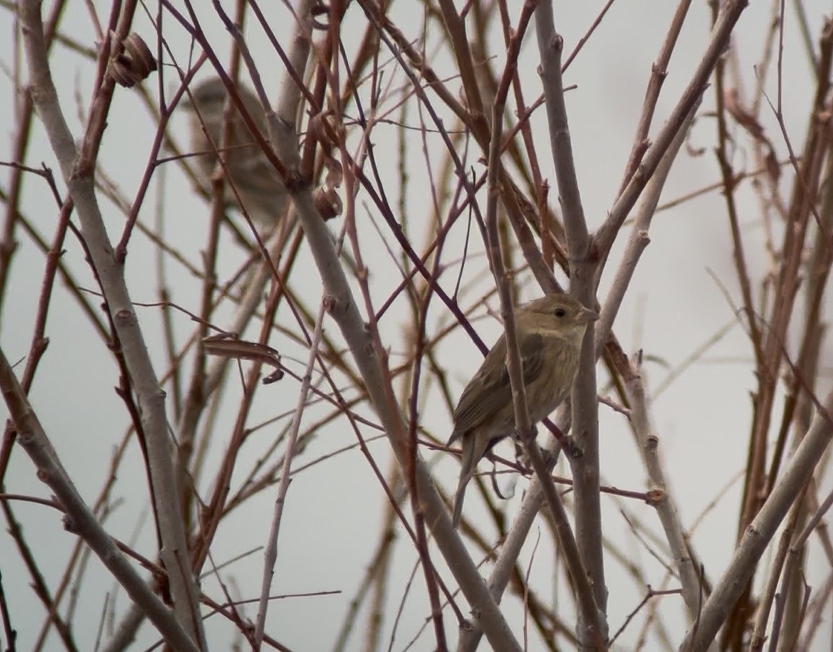 Indigo Bunting - ML647387162
