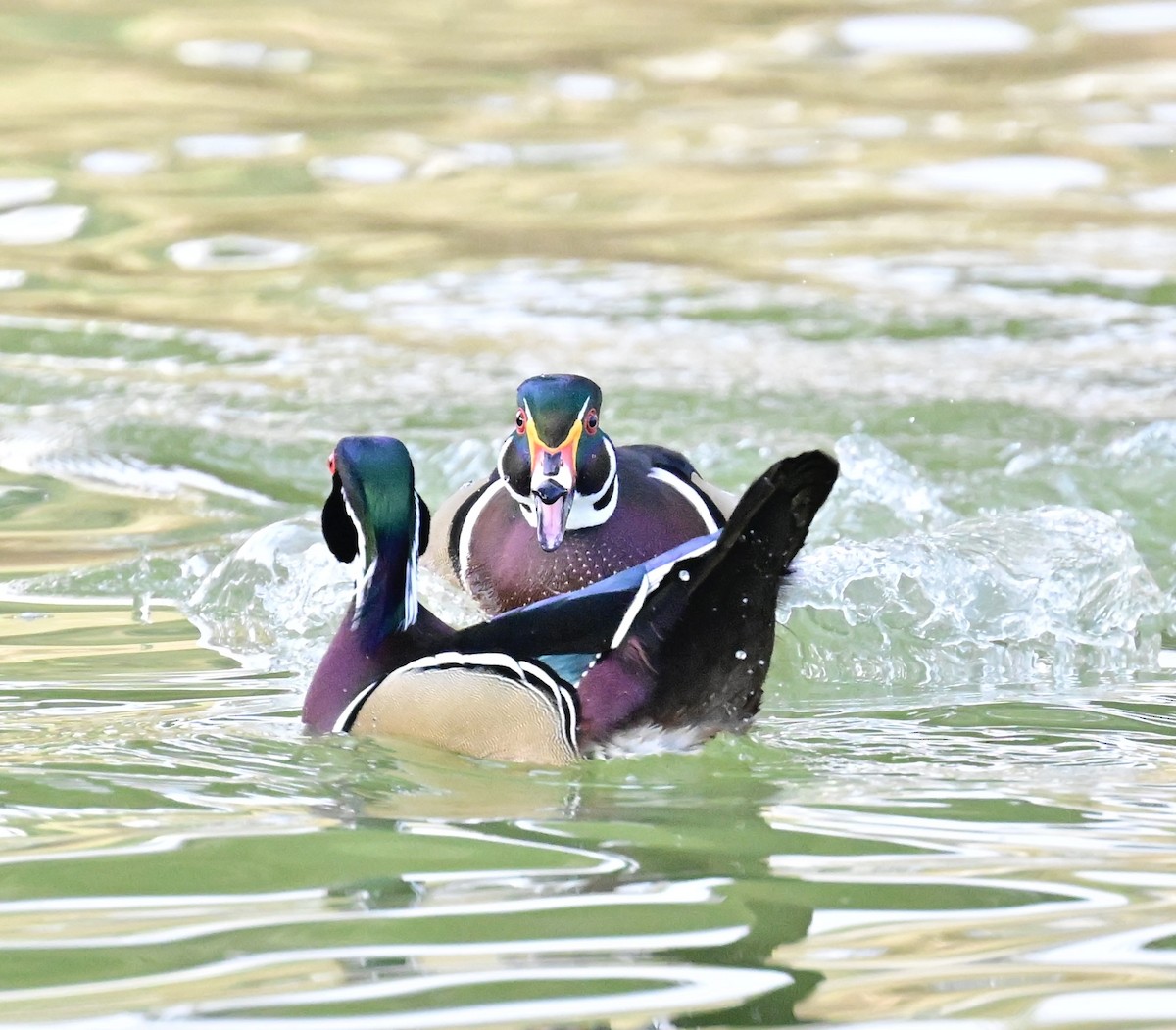 kachnička karolínská - ML647387164