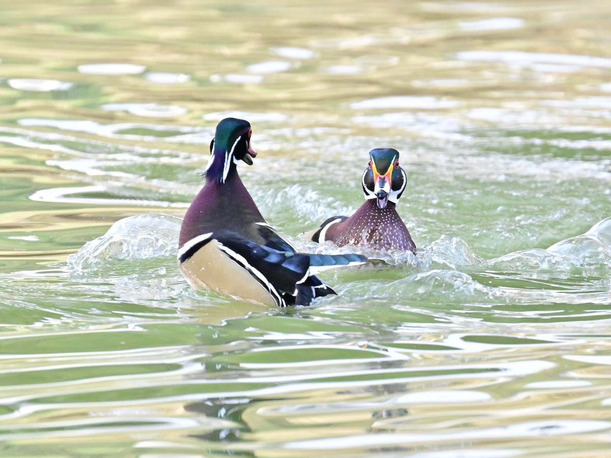 kachnička karolínská - ML647387165