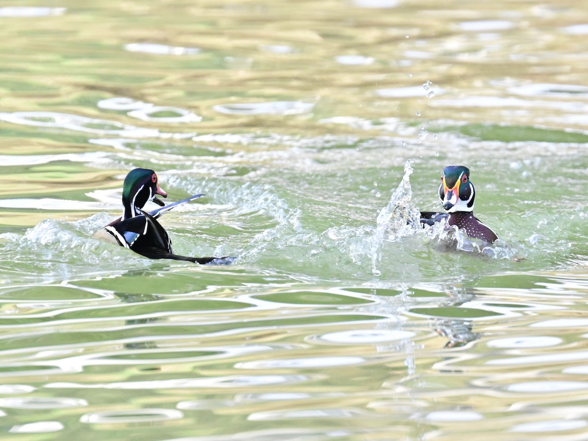 kachnička karolínská - ML647387166