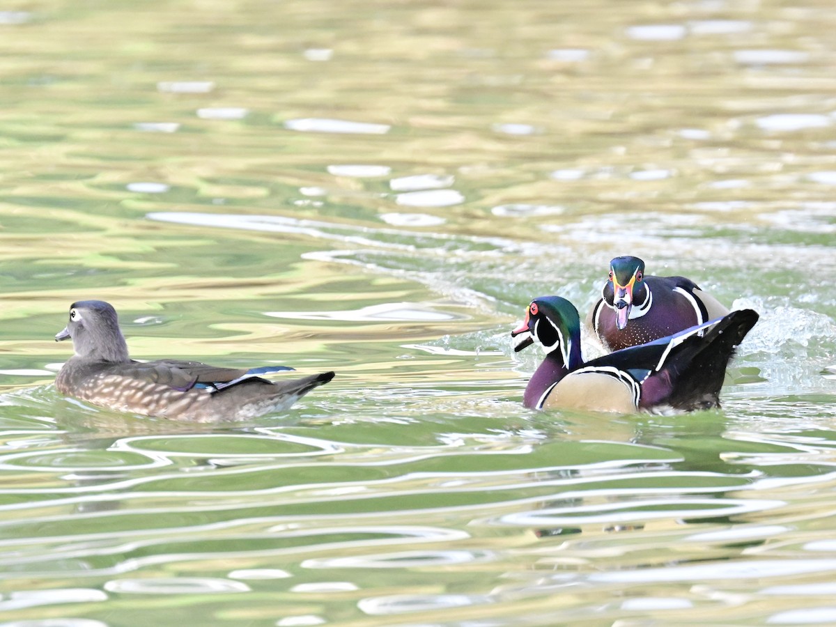 kachnička karolínská - ML647387167