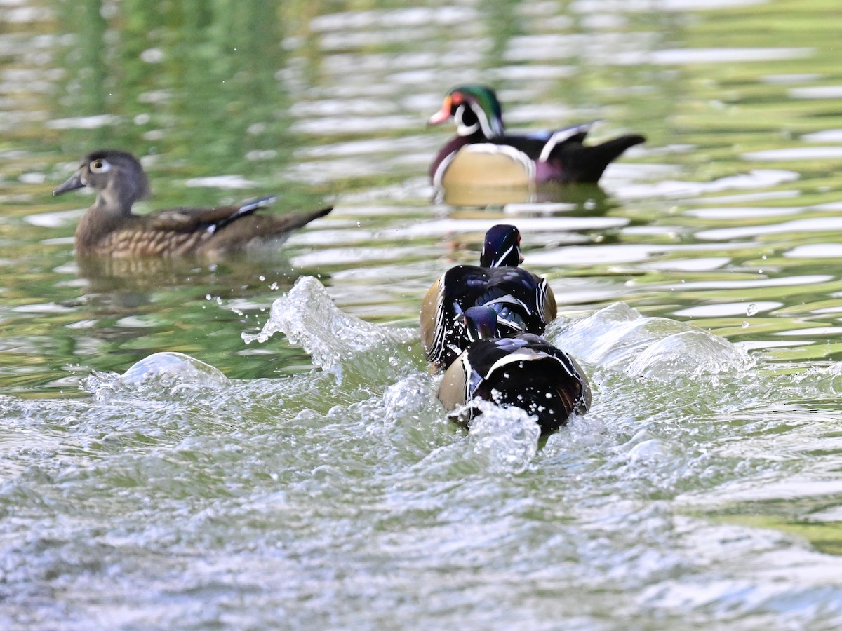 kachnička karolínská - ML647387168
