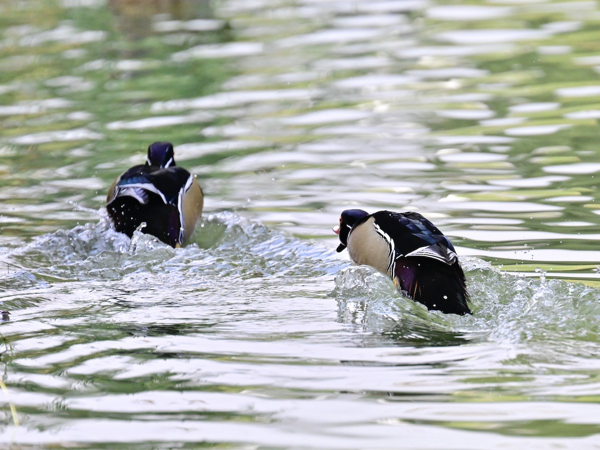 kachnička karolínská - ML647387169