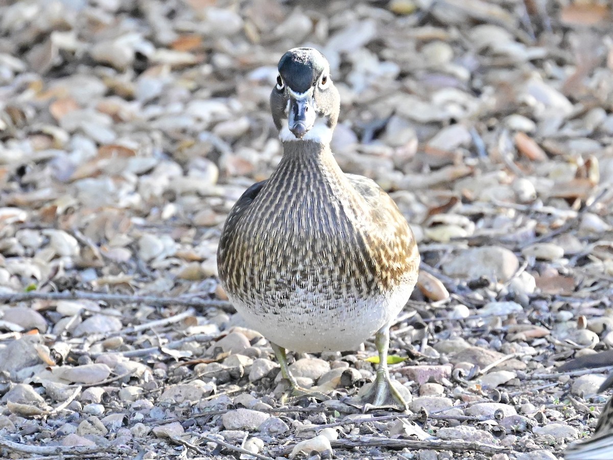 kachnička karolínská - ML647387177