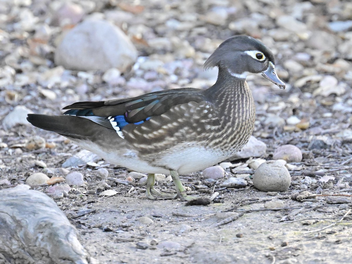 kachnička karolínská - ML647387179