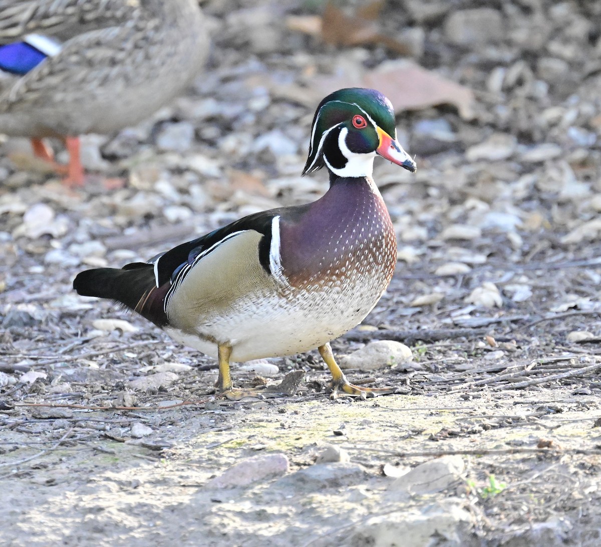 kachnička karolínská - ML647387182