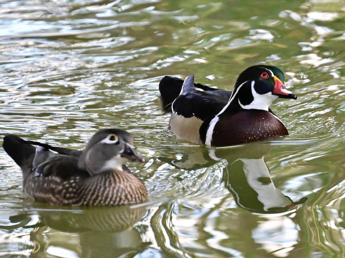 kachnička karolínská - ML647387184