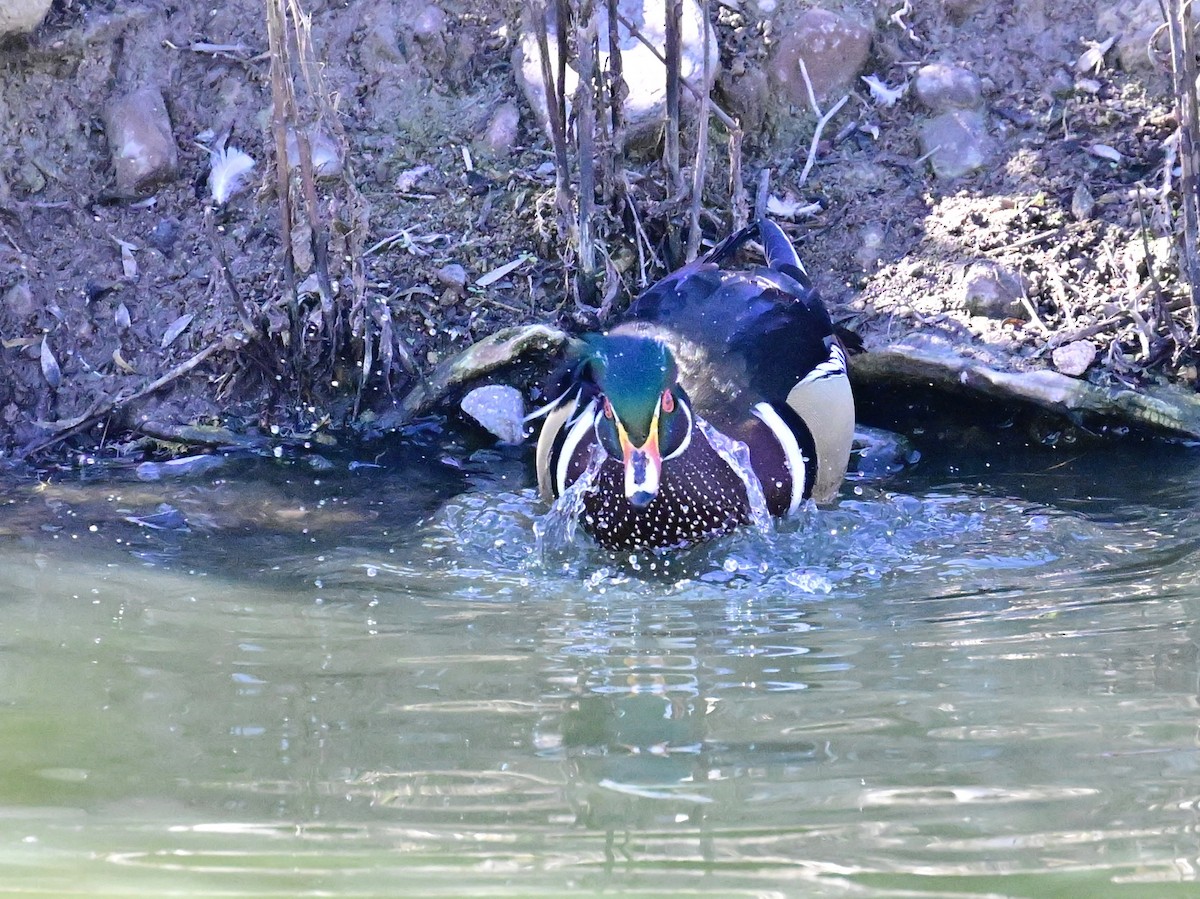 kachnička karolínská - ML647387189
