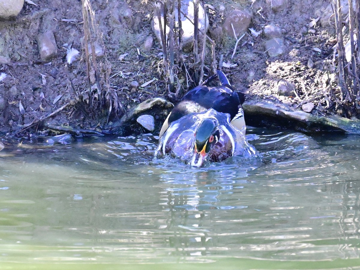 kachnička karolínská - ML647387190