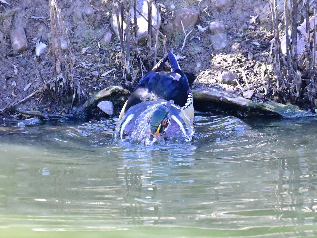 kachnička karolínská - ML647387191