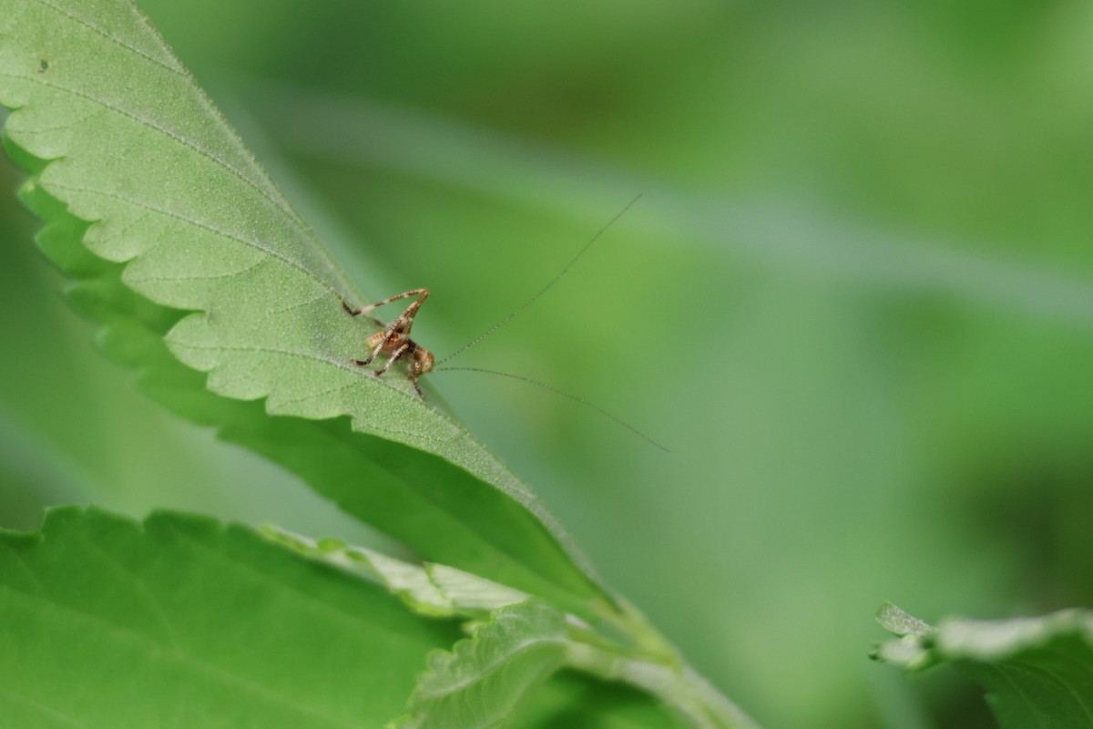 Australian Common Garden Katydid - ML647387194