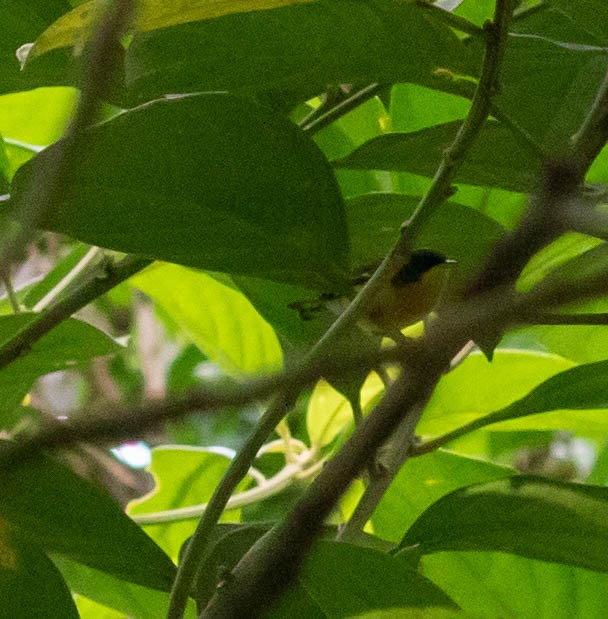 Tropical Parula - ML647387198