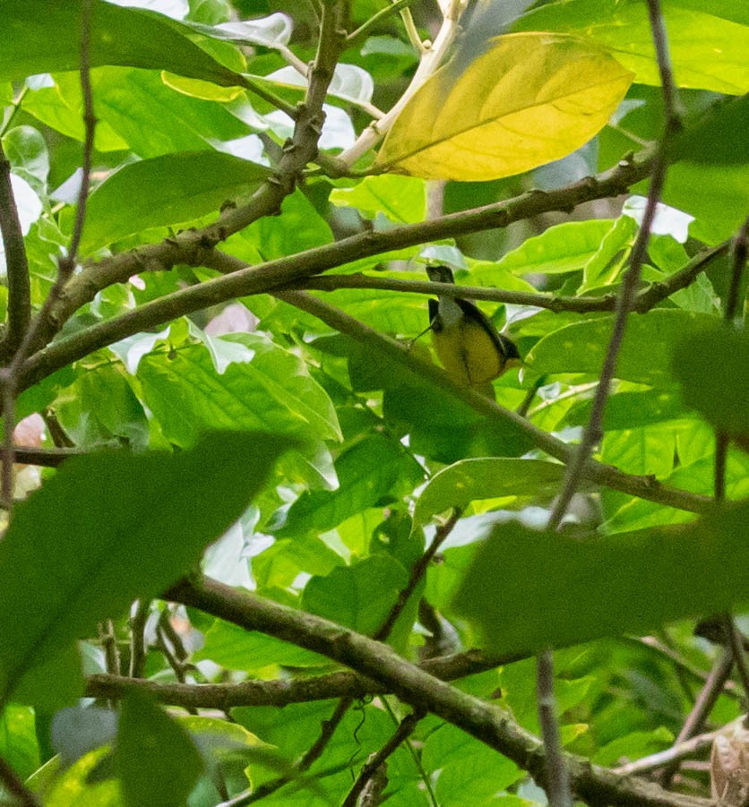 Tropical Parula - ML647387199