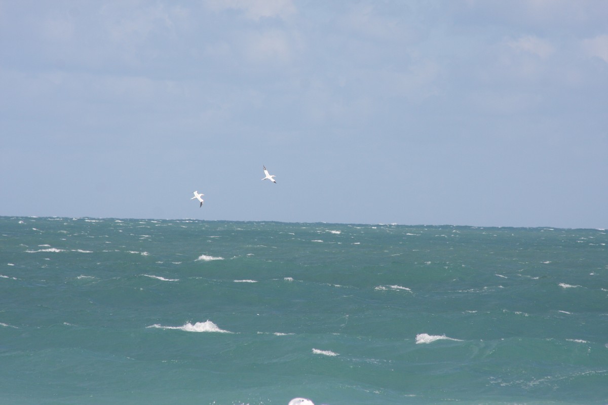 סולה מצויה - ML647387200