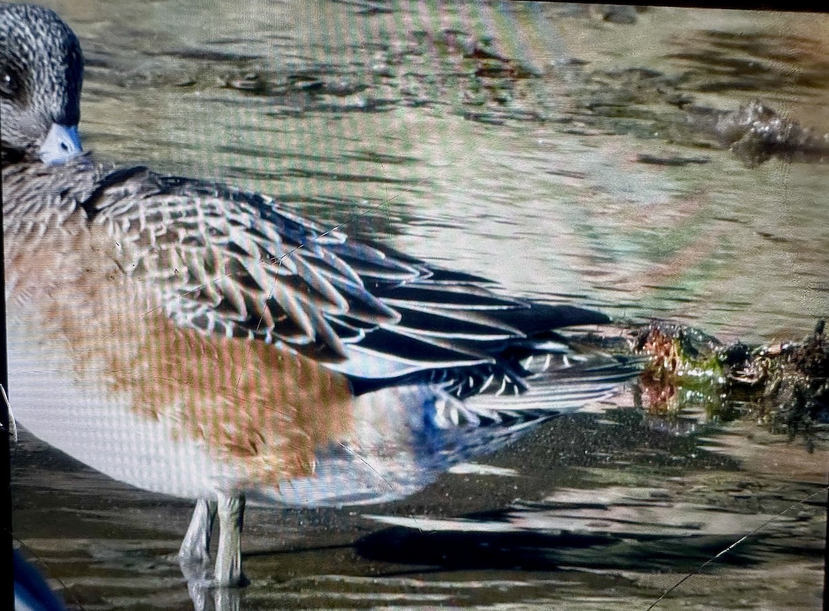 American Wigeon - ML647387201