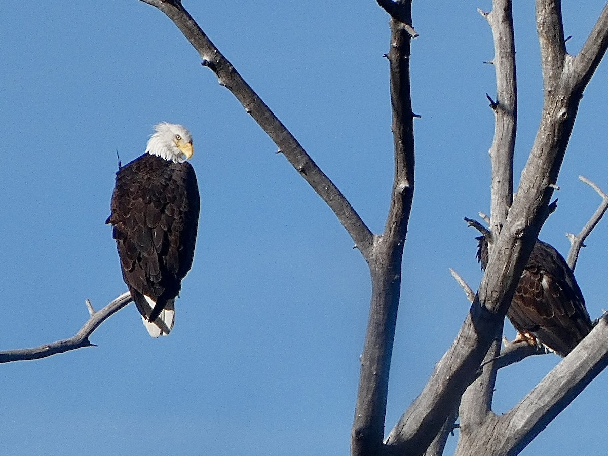 ハクトウワシ - ML647387206